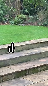 Oxley suka Tupai | Jeff Rekando