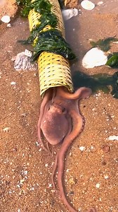 #ZebraShark #Dogfish #SharkFeeding #SharkHunting #OceanPredator | Giana Show