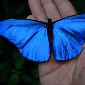 Morpho peleides | Panorama 21. století | Facebook