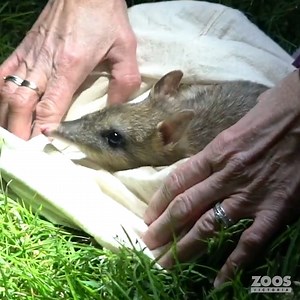 Up until last year, the Eastern Barred Bandicoot was considered extinct in the mainland Australian wild. In the 1980s, the last remaining 150 were found living in abandoned cars at a Hamilton rubbish tip. Since then, a captive breeding program has been run to boost numbers in the hope that one day they could be introduced back into the wild. And in a world-first, that's exactly what's happened. With funding and a lot of hard work, there are now over 1,500 Eastern Barred Bandicoots with hopes tha