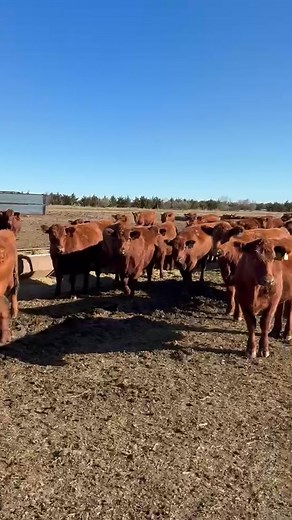 Commercial Bred Heifers For Sale! Contact Travis Shaffer - HanSine Ranch 605.280.0693 | HanSine Ranch