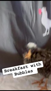 Bubbles our crossbeak chick is doing great.. here she is having breakfast. Bubbles is currently gavage fed 4x a day. Crossbeak is a skull deformity and can’t be fixed 💕🐓 | Funky Chicken