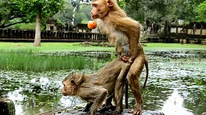 1.5M views · 36K reactions | What style funny of tiny monkey . | Monkey Wildlife | Facebook