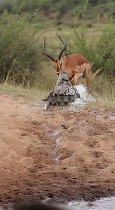 276K views · 298 reactions | Crocodile Ambush at Water’s Edge Nearly...
