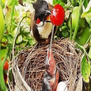 547K views · 5.6K reactions | Mom Swallows Massive VOMITED OUT Blood Berry, bulbul birds feeding baby birds | Natural Bird Check | Facebook