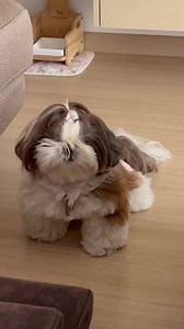 I want kibbles…and i want it NOW! #grumpy #kibbletime #furbaby #cutie | Bo Billie