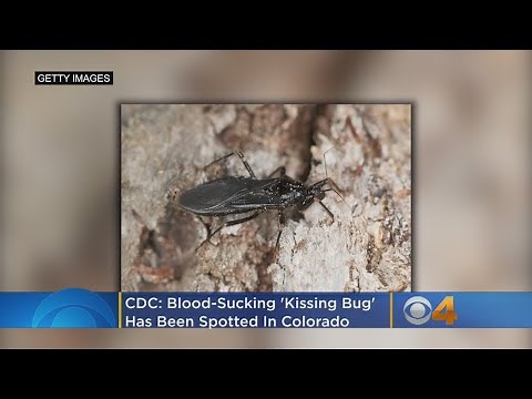 Blood-Sucking ‘Kissing Bug’ Spotted In Colorado, CDC Warns