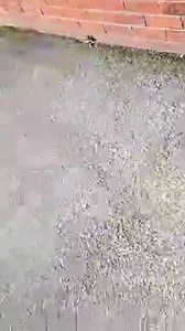 74K views · 1.3K reactions | Reoffender Phil Carr on the app, real...