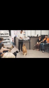 Jordan Dog Training Puppy PreschoolJoin us for our comprehensive four-week Puppy Training course, where you’ll not only bond with your new puppy but also teach them essential obedience skills. These include sitting, dropping, staying, responding to their name, coming when called, and walking calmly on a leash.Our experienced puppy trainers specialise in addressing common behavioural challenges such as toilet training, chewing, excessive barking, jumping up, and pulling on the lead, equipping you