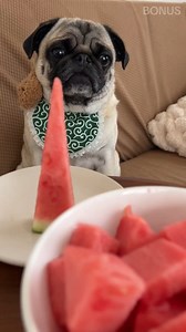 Bonus pug eating pyramid watermelon. 🍉😋 #pug #dog #bonus | Bonus
