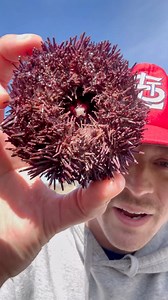 1.3M views · 10K reactions | Cute Pokey Sea Urchin Fell Off His Rock!  #animals #nature | Jacob Colvin | Facebook