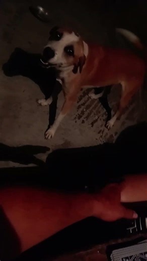 Cuando la única competencia que tienes es tu Home🐕