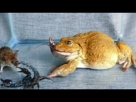 Asian Bullfrog vs Mouse and Scorpion! Asian Bullfrog Live Feeding