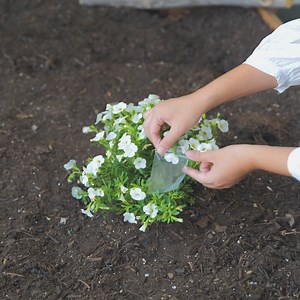 30K views · 109 reactions | Genius Gardening Hacks Every Green Thumb Needs to Know | Green Bean | Facebook