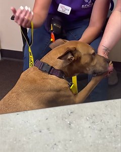 13 reactions | Scooby is in here as our 4 legged BFF of the week with the SPCA of Northern Nevada! Learn all about Scooby and the other adoptable pets at their website spcanevada.org! | Alice Reno | Facebook