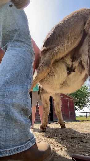 Following #farrier #farrierlife #donkeys #donkeyrescue #horse #horses #horsesofinstagram #cowboyboots | Patrick McKinzey