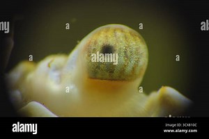 Macro videography, faceted crab eye Swimming crab (Macropipus holsatus), Black Sea Stock Video Footage - Alamy