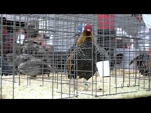 Bantam Old English Game rooster crowing