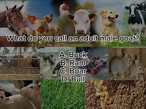 Animal Science What do you call an adult male goat? A. Buck B. Ram C. Boar D. Bull #LEA2025 #LEAREVIEW #agriculture #Agriculturists #leaexam | AgriQuest PH