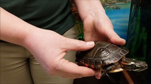 Meet our new midland painted turtle, our short-eared owl, Savanna and one of our new grey foxes 1 to 2 pm this Sunday, February 16 at the Kevin P. Clinton Wildlife Center at Penitentiary Glen Reservation as part of our monthly Wildlife Warrior Passport series. Learn how you can become a warrior for wildlife in Ohio! For more information about the Wildlife Warrior Passport Series visit goto.lakemetroparks.com/2020-Wildlife-Warrior-Passport-Series | Lake Metroparks