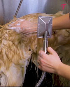 Grooming and kindness make dirty dog a clean beauty | Tips & Tricks