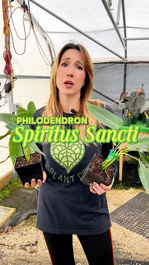 1.7K views · 26 reactions | Bring exotic flair to your home with the...