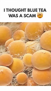 61K views | Blue Tea is the #1 Herbal tea in India Start your day with flower-based teas fromBlue Tea if health and wellness are your goals. Features-  Taste Good ‍♂️ No Caffeine or Preservatives ✅ No Side Effects  Boosts the body’s stamina & endurance Trusted by more than 15,00,000 Customers欄 Pan India Shipping | COD Available | BLUE TEA INDIA | Facebook