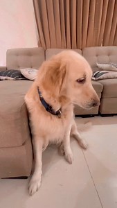 Tomorrow is Monday? Sorry, I’m booked being this cute! 🐶✨🫣 CEO of being cute! 👑🐕💛#monday #petlife #petreels #goldenretriever #chillpet | Zara's Zoomies
