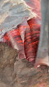 1.8K views | Technique for carving red sandalwood. | Monserrat Abuda | Facebook