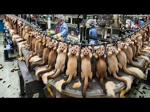 Harvest Million Tons of Poop & Civet Coffee Each Year - Luwak Coffee Processing Technology