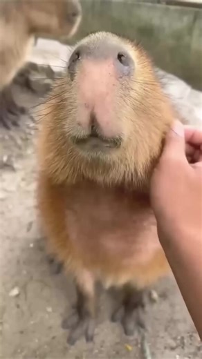 Capybara The Chillest Animal On Earth #capybara #documentary #fypシ゚ #OMG | Nature Lens