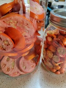 15 reactions | Homegrown tomatoes!! These are freeze dried. We have tomatoes coming in faster that we can eat them. We will probably get a few more gallon jars. Some I will blend with herbs for medicinal foods for the winter.#herbalism #heartofherbs #herbs #tomatoes #freezedried @harvest_right | Heart of Herbs Herbal School | Facebook