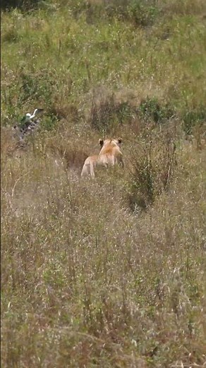 Lioness Hunting Zebra in Serengeti Tanzania