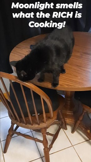 To hot for outside cats today...Moonlight wants some sausage and conversation. 🐈‍⬛️ | Richard Stearns