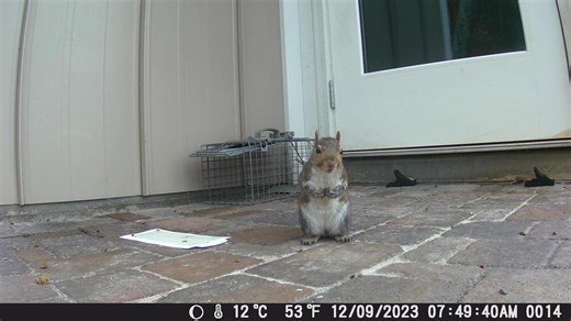 Critter Cam - And the squirrel is back licking the pavers and it even poses for the camera. At least I did get 2 more mice last night. | Full Octane Garage
