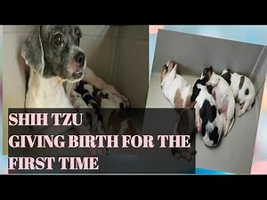 ALPHA SHIH TZU GIVING BIRTH FOR THE FIRST TIME OF 5 PUPPIES