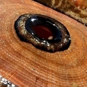 Megathura crenulata წლის მუცელფეხიან მოლუსკების ოჯახს ეკუთვნის, სხვაგვარად ამ ოჯახს ზღვის ლამბაქსაც ეძახიან. გავრცელებულია წყნარ ოკეანეში,კალიფორნია-მექსიკის სიახლოვეს. მისი ნიჟარა არაა სპირალური ფორმის, უფრო კონუსისებრი ან ბრტყელია, შუაში ნახვრეტი აქვს,საიდანაც გამოიყოფა მისი ცხოველმყოფელობის შედეგი,იკვებება მცენარეებით, უმარტივესი ცხოველებით, წყალმცენარეებით,პატარა მოლუსკებით და კიბოსნირებით. მისი სისხლი შეიცავს ჰემოციანინს, რაც სპილენძის შემცველობის გამო ცისფერია,მასაც გადააქვს ჟანგბადი, როგო