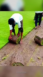 1K views | Carpet grass #facts #factsdaily #amazingfacts #interestingfacts #gkfacts #factsinhindi #viral #reel #reels #viralreel #viralreels #fact #viralvideo #viralfacts | Facts Book | Facebook