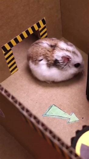 little tiny hamster butts