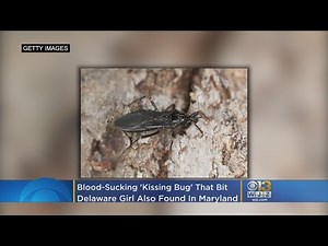Blood-Sucking 'Kissing Bug' Bites Delaware Girl; CDC Says They Are In Maryland Too