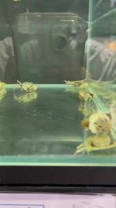 4K views · 110 reactions | Pom pom crab | IB Aquatic Pets | Facebook