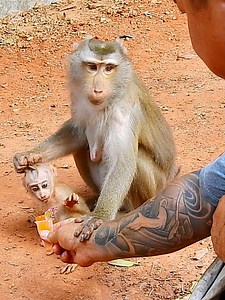 1.5M views · 7.4K reactions | Jealousy Mom Libby won't allow Lily to get food #beautiful #monkeydluffy #monkeycute #babymonkey #monkeyface #lovely #monkey #cute #animals #animalsbaby #poormonkey #monkeycry #funny #funnyvideo #cuteanimals | Monkey TV7 | Facebook