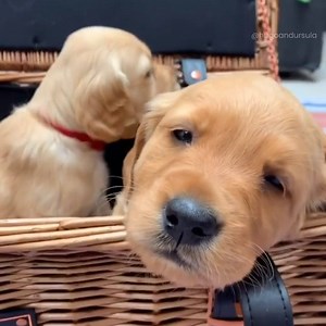 103K views · 10K reactions | This is the perfect picnic box  | Go Fetch | Facebook