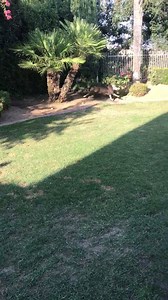 Mutts and Runts Rescue on Reels