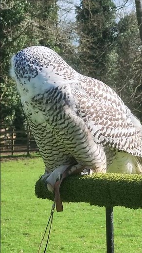 SNOWY OWL IN TRAINING