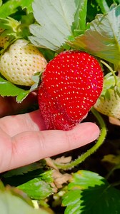 28K views · 398 reactions | Sweet, sun-kissed, ruby-red organic strawberries—little bites of nature’s candy, bursting with juicy goodness and summer vibes in every nibble. #strawberry #sweet #beautiful #love #family #familytime #farming #garden #nature #harvest #reels #viralreels #fruit #summerfood | It’s Amirah’s Diary | Facebook