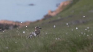 Skua dans l'habitat de la linaigrette : vidéo de stock (100 % libre de droit) 3841142033 | Shutterstock
