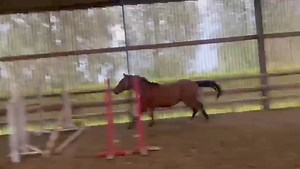 Sneak peek 🫣 Don’t touch tij hero (Diamant de semilly)x vigo d’arsouilles x Lys de darmen 4yo straight off the farm , from our last trip and arrives Tuesday!! More info on Www.bosankosportshorses.com | Bosanko Sport Horses