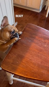 When dad drops a crumb ⬇️ | Gabby Girl & Princess Willow