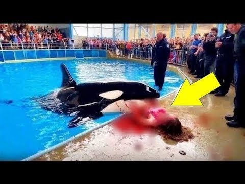 The HORRIFYING Last Moments of Dolphin Trainer Clara Whitmore!